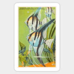 Angel fish at eastern garden aquarium, Florida postcard Sticker